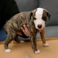 Chiots whippets lof à réserver - dispos au 7 janv