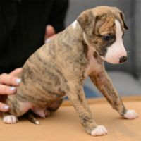 Chiots whippets lof à réserver - dispos au 7 janv #3