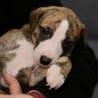 Chiots whippets lof à réserver - dispos au 7 janv #4