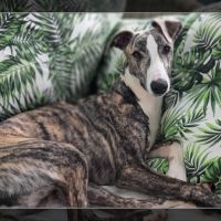 Chiots whippets lof à réserver - dispos au 7 janv #7