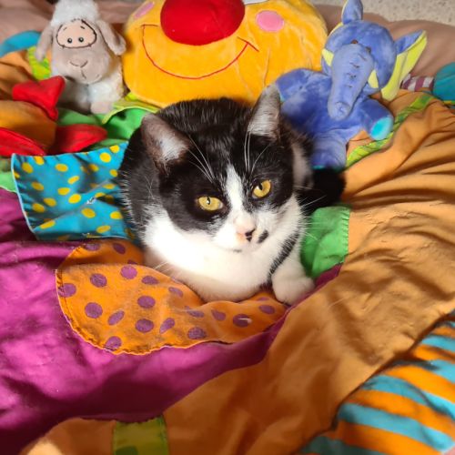 Kawète-adorable junior #1