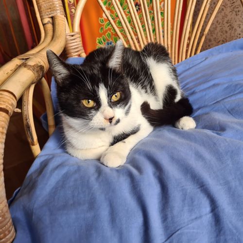 Kawète-adorable junior #2