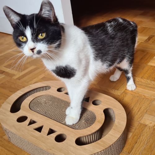 Kawète-adorable junior #3