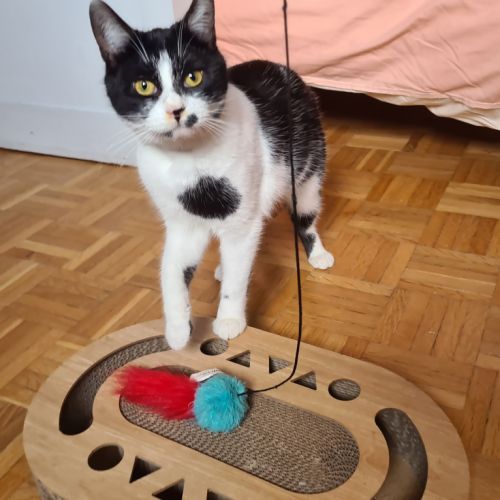 Kawète-adorable junior