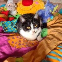 Kawète-adorable junior #1