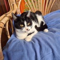 Kawète-adorable junior #2