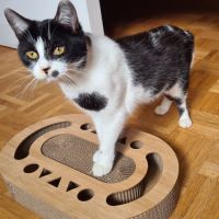 Kawète-adorable junior #3