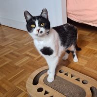 Kawète-adorable junior #4