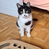 Kawète-adorable junior #5