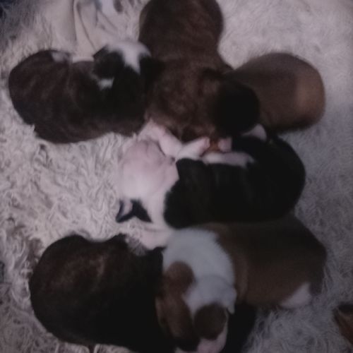 A réserver 7 magnifique chiots bulldog continental #0