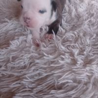 A réserver 7 magnifique chiots bulldog continental #1
