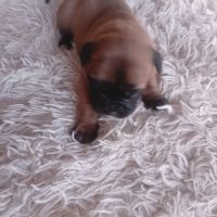 A réserver 7 magnifique chiots bulldog continental #2
