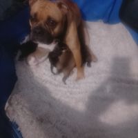 A réserver 7 magnifique chiots bulldog continental #3