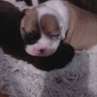 A réserver 7 magnifique chiots bulldog continental #4