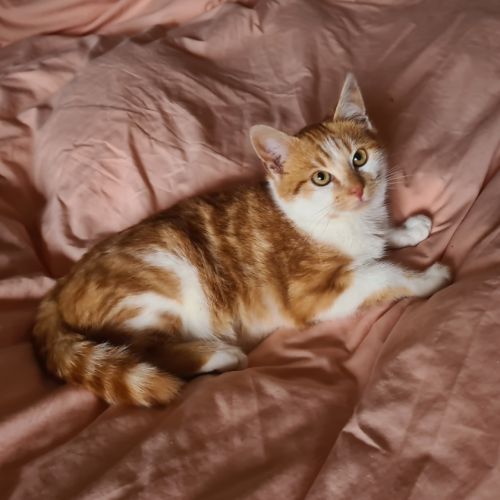 Octave-doux chaton #1