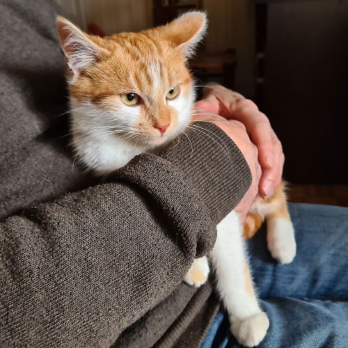 Octave-doux chaton #3