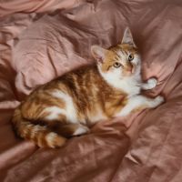 Octave-doux chaton #1