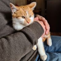 Octave-doux chaton #3