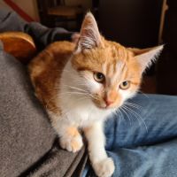 Octave-doux chaton #4