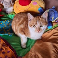 Octave-doux chaton #5