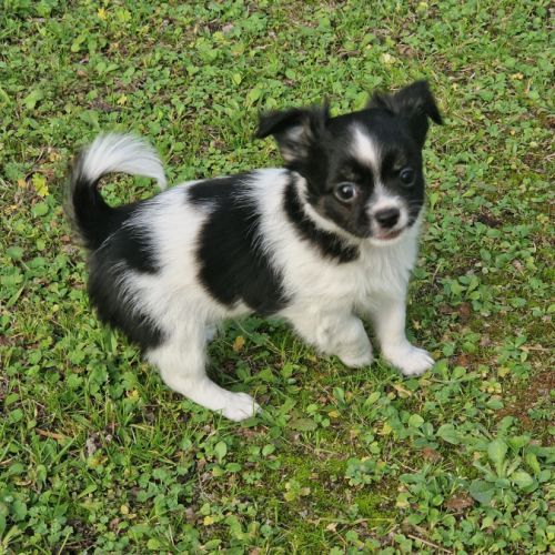 Superbes bébés chihuahua dépt 86 #7