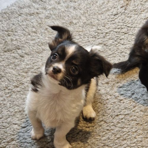 Superbes bébés chihuahua dépt 86 #9