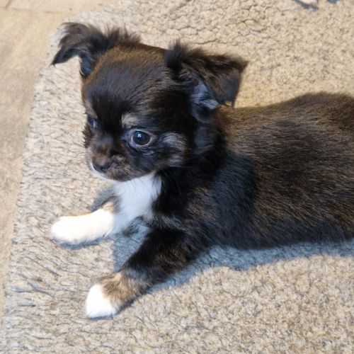 Superbes bébés chihuahua dépt 86 #10