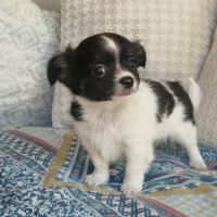 Superbes bébés chihuahua dépt 86 #5