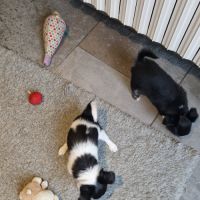 Superbes bébés chihuahua dépt 86 #8