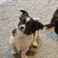 Superbes bébés chihuahua dépt 86 #9