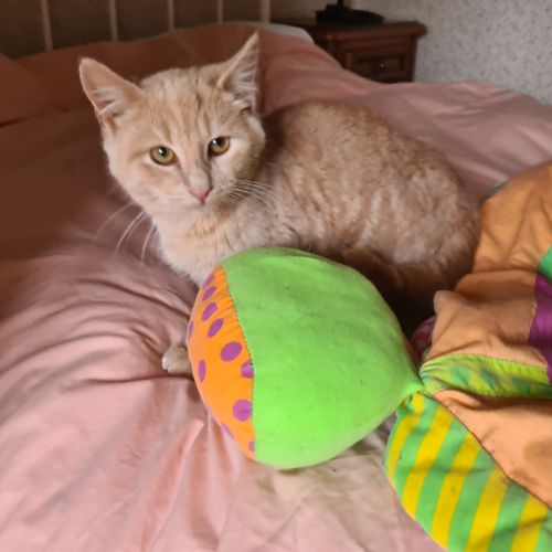 Oguste-chaton timide