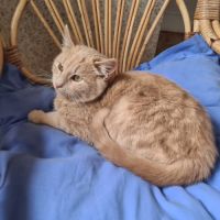 Oguste-chaton timide #1