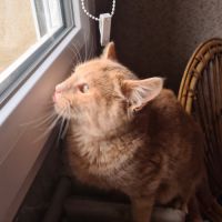 Oguste-chaton timide #2