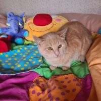 Oguste-chaton timide #3