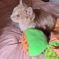 Oguste-chaton timide #4