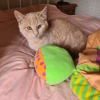 Oguste-chaton timide #0