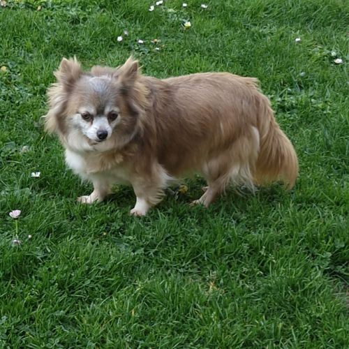 Belle femelle chihuahua 7 ans #3