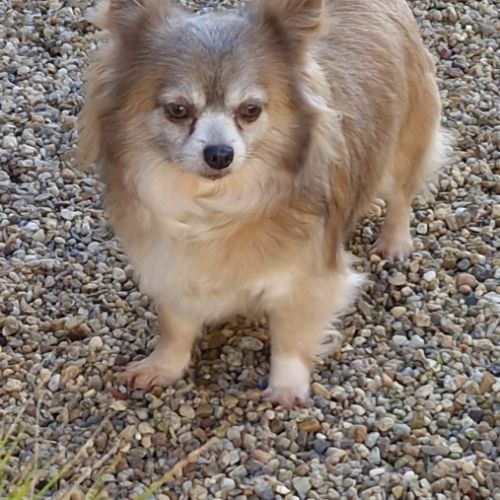 Belle femelle chihuahua 7 ans #4