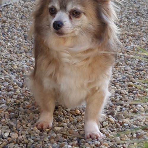 Belle femelle chihuahua 7 ans #5