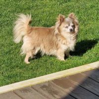 Belle femelle chihuahua 7 ans