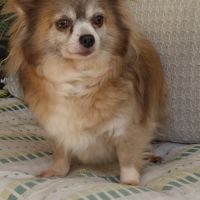 Belle femelle chihuahua 7 ans #2