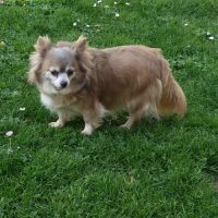 Belle femelle chihuahua 7 ans #3