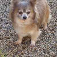 Belle femelle chihuahua 7 ans #4