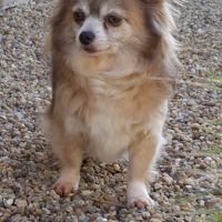 Belle femelle chihuahua 7 ans #5