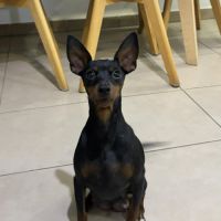 Pinscher nain #1