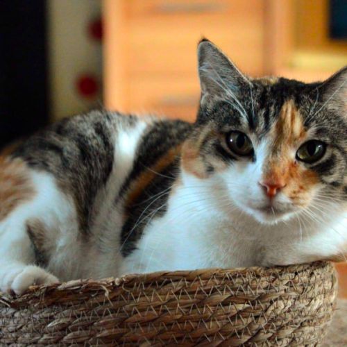 Amandine, une chatte pleine de tendresse