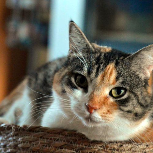 Amandine, une chatte pleine de tendresse #2