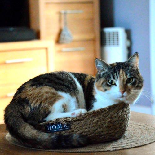 Amandine, une chatte pleine de tendresse #3