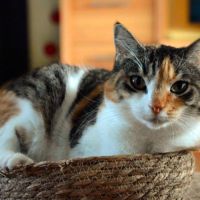 Amandine, une chatte pleine de tendresse #0