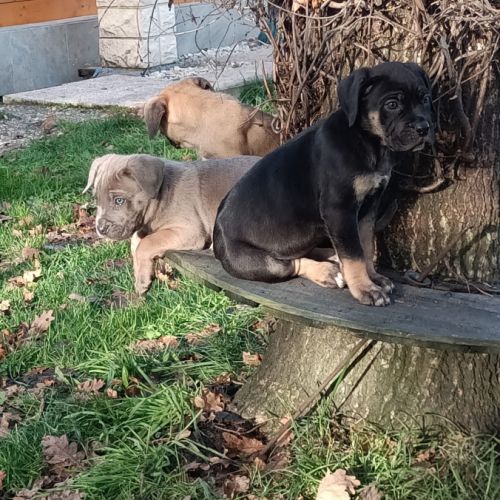 Magnifiques chiots type cane corso #1